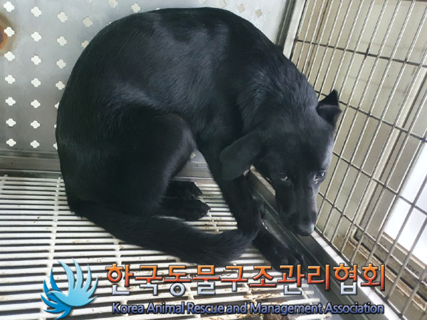 한국동물구조관리협회_441409202301344
