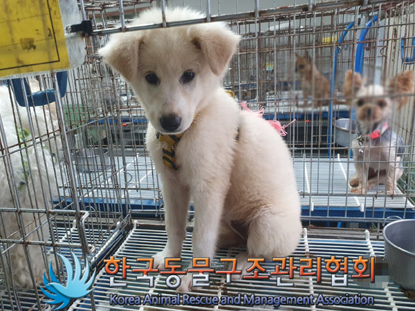 한국동물구조관리협회_411309202300353