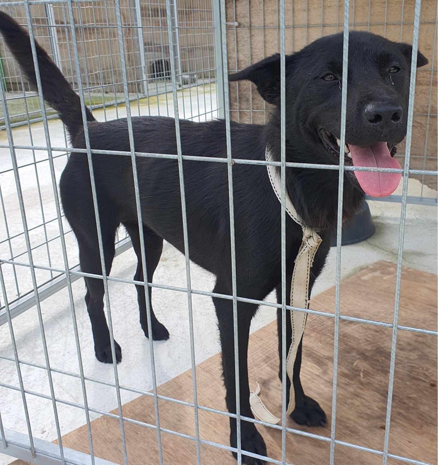 진도군임시보호소_446500202300287