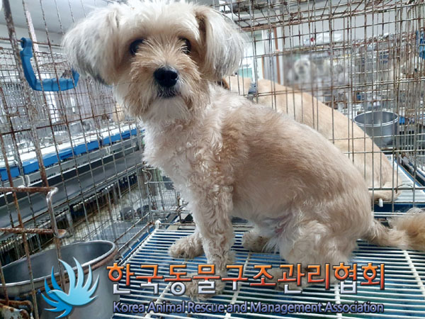 한국동물구조관리협회_411307202300316