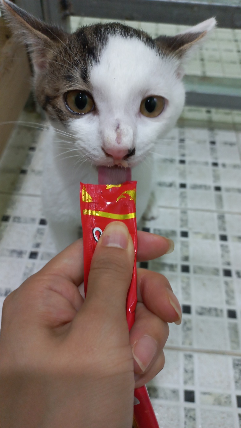 [고양이] 한국 고양이 대구-수성-2023-00596 유기동물 배경 이미지 입니다.