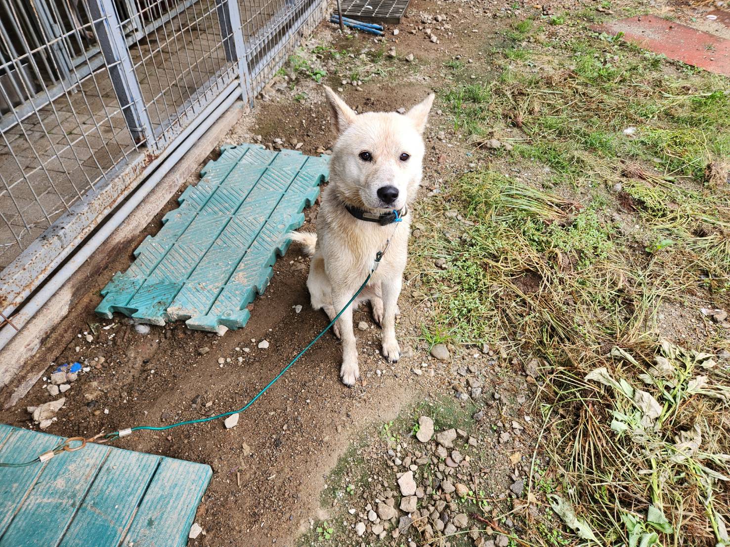 한국야생동물보호협회_441393202301571