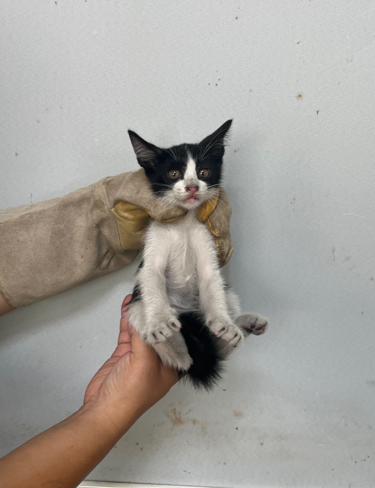 부산동물보호센터_426332202300458