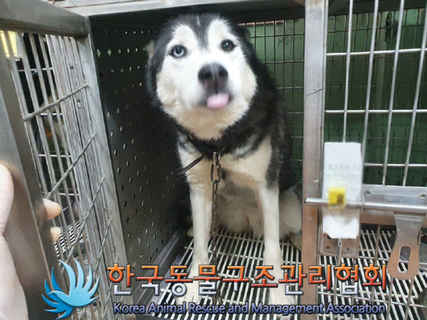 한국동물구조관리협회_441398202300330