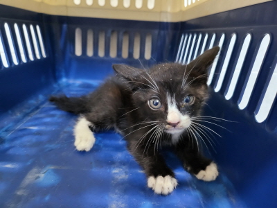 누리동물병원_426338202300335