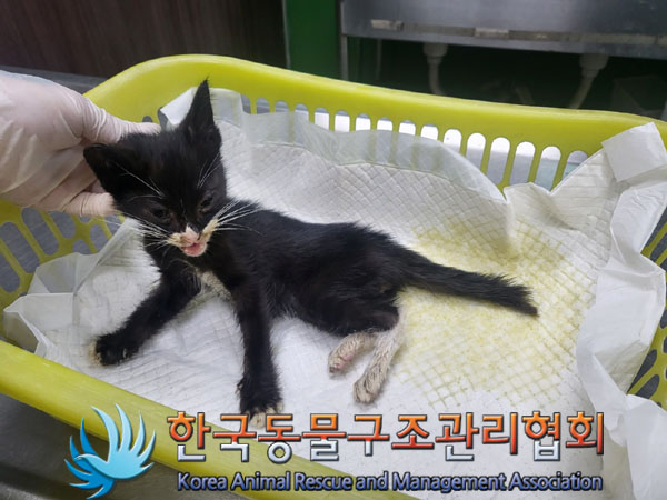 한국동물구조관리협회_411307202300315