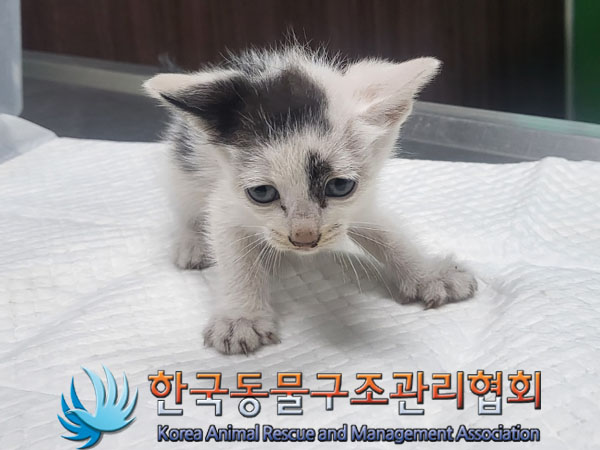 한국동물구조관리협회_411307202300318