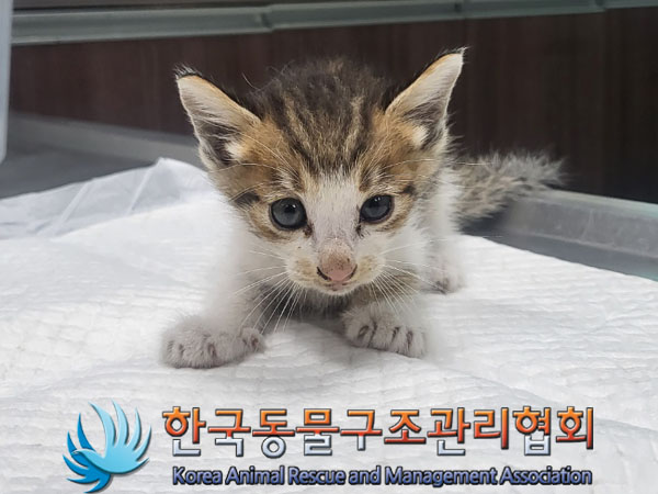 한국동물구조관리협회_411307202300317