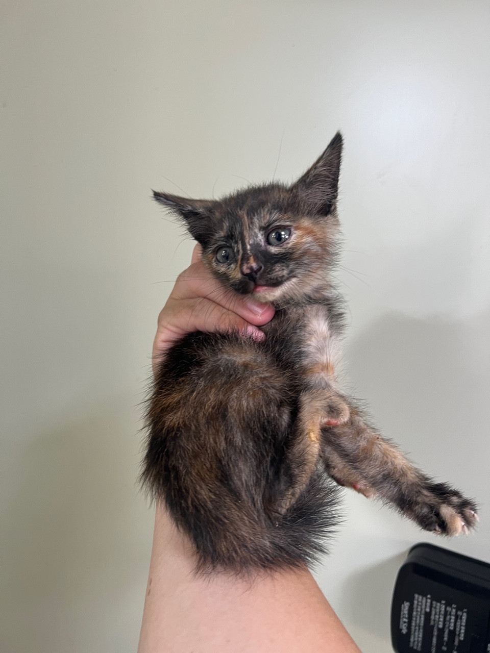 부산동물보호센터_426332202300461