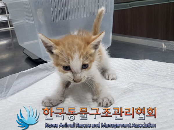 한국동물구조관리협회_411307202300319