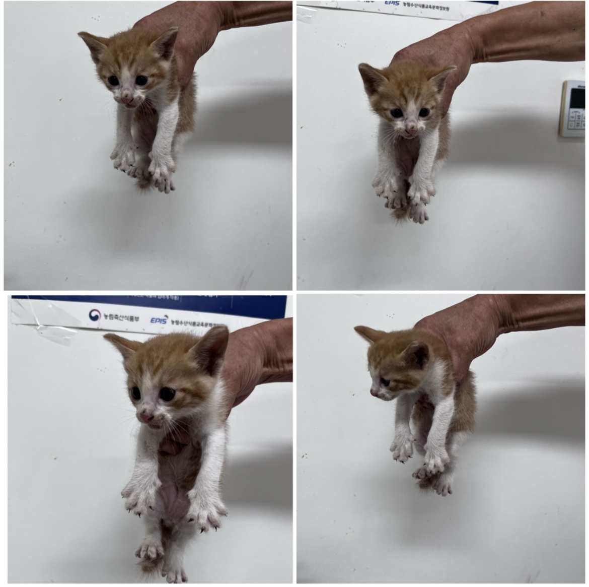 천안시유기동물보호소_444449202301862