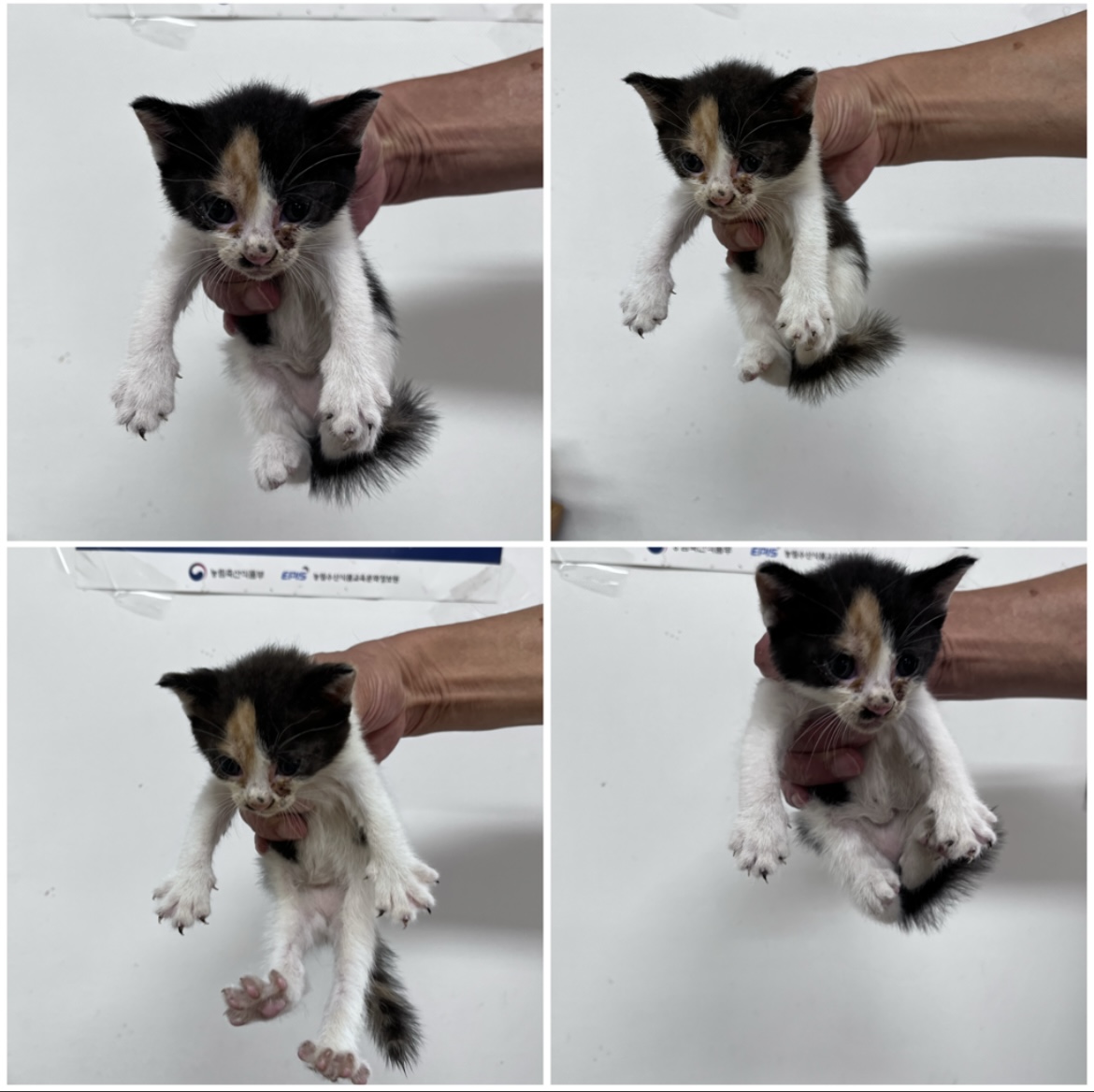 천안시유기동물보호소_444449202301863