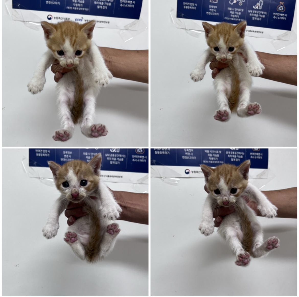 천안시유기동물보호소_444449202301860