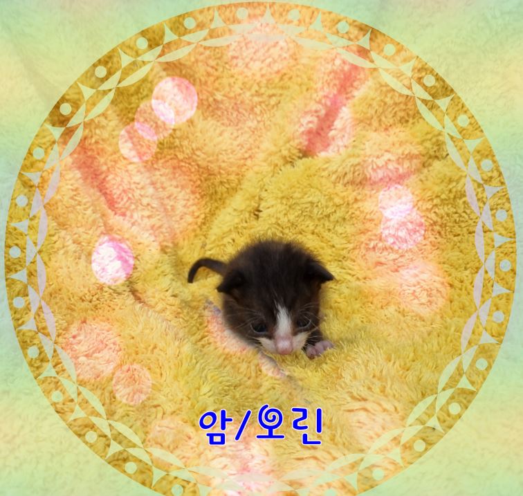 군산유기동물보호센터_445467202301763