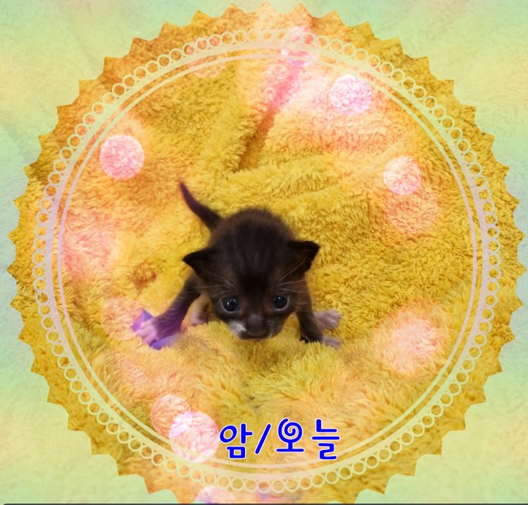 군산유기동물보호센터_445467202301764