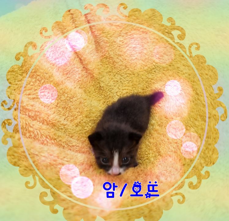 군산유기동물보호센터_445467202301758