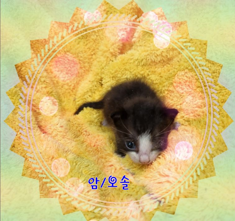 군산유기동물보호센터_445467202301762