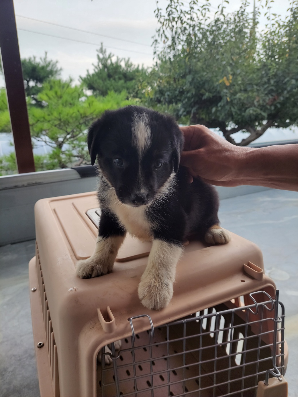 금일동물보호센터_444460202300697