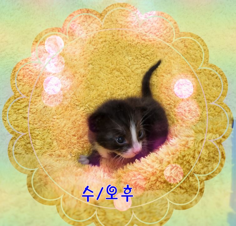 군산유기동물보호센터_445467202301760