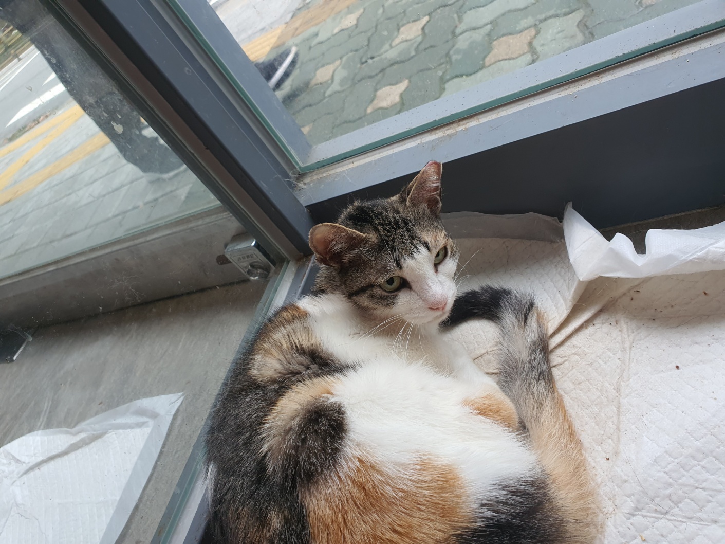 한빛동물병원_411303202300389
