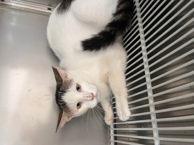 한빛동물병원_411303202300421