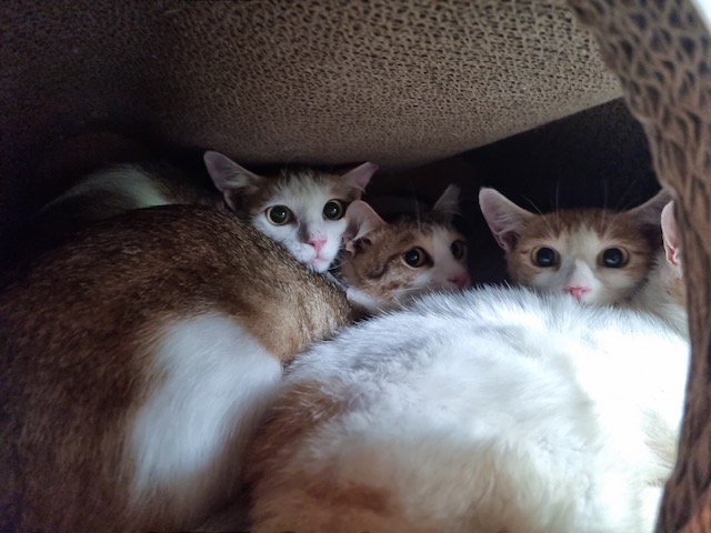 한빛동물병원_411303202300425