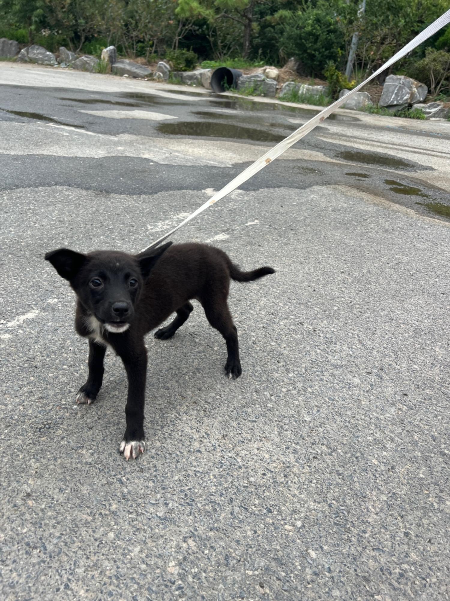 부산동물보호센터_426326202300532