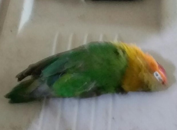 대구유기동물보호협회_427345202300618
