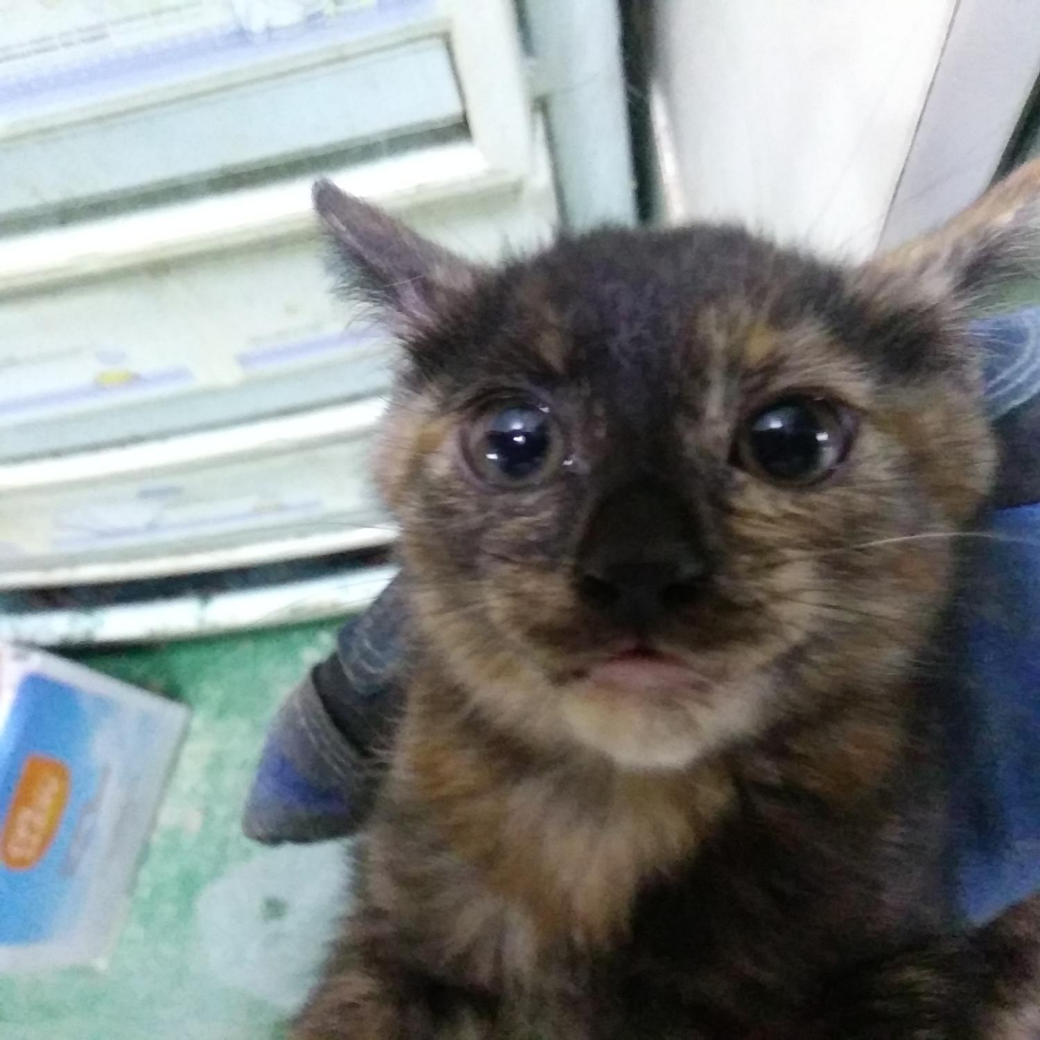 인천광역시수의사회_428351202300656