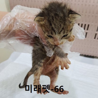 종료(자연사) 한국…