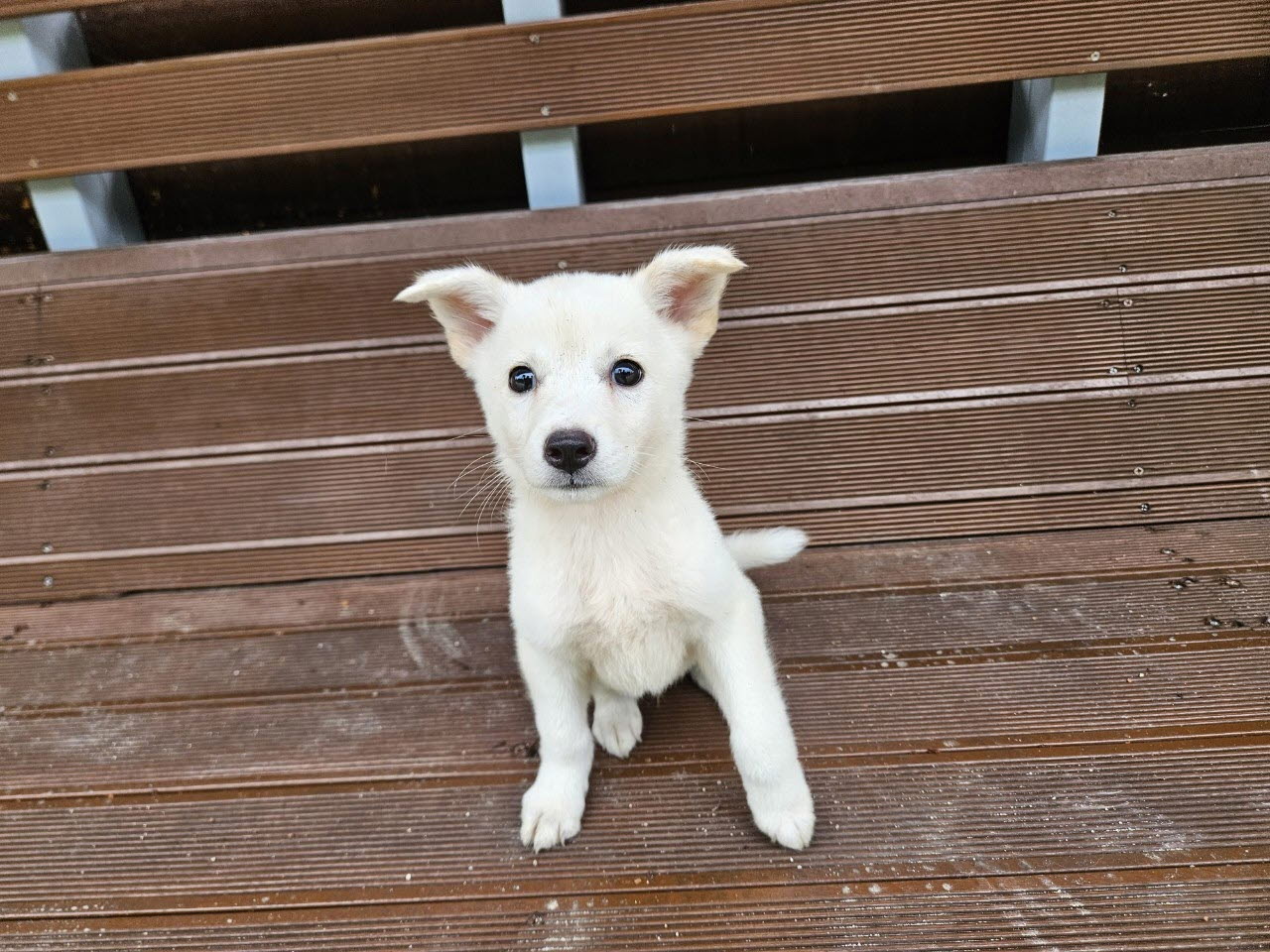 아산동물복지지원센터_444452202301598