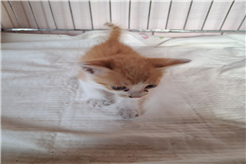 유기동물및관리협회_448535202301276