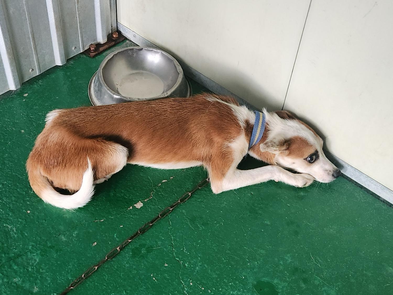 예천군유기동물보호소_447523202300435