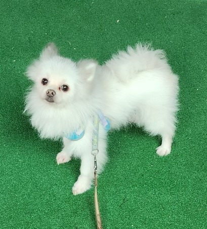 보호중 포메라니안의…