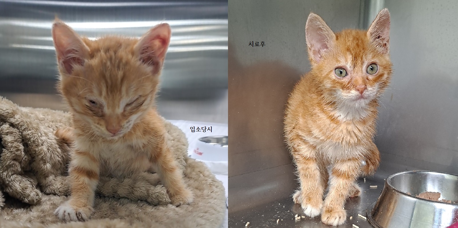 [고양이] 한국 고양이 경기-수원-2023-00477 유기동물 배경 이미지 입니다.
