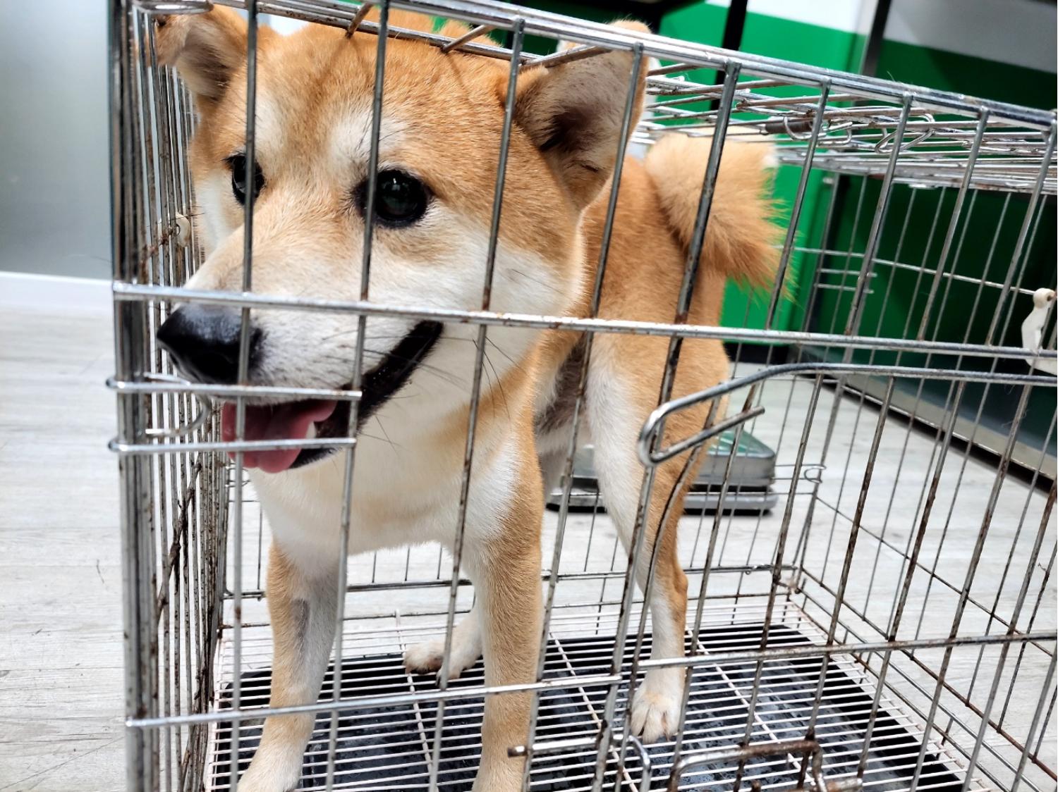 고양시동물보호센터_441394202301754