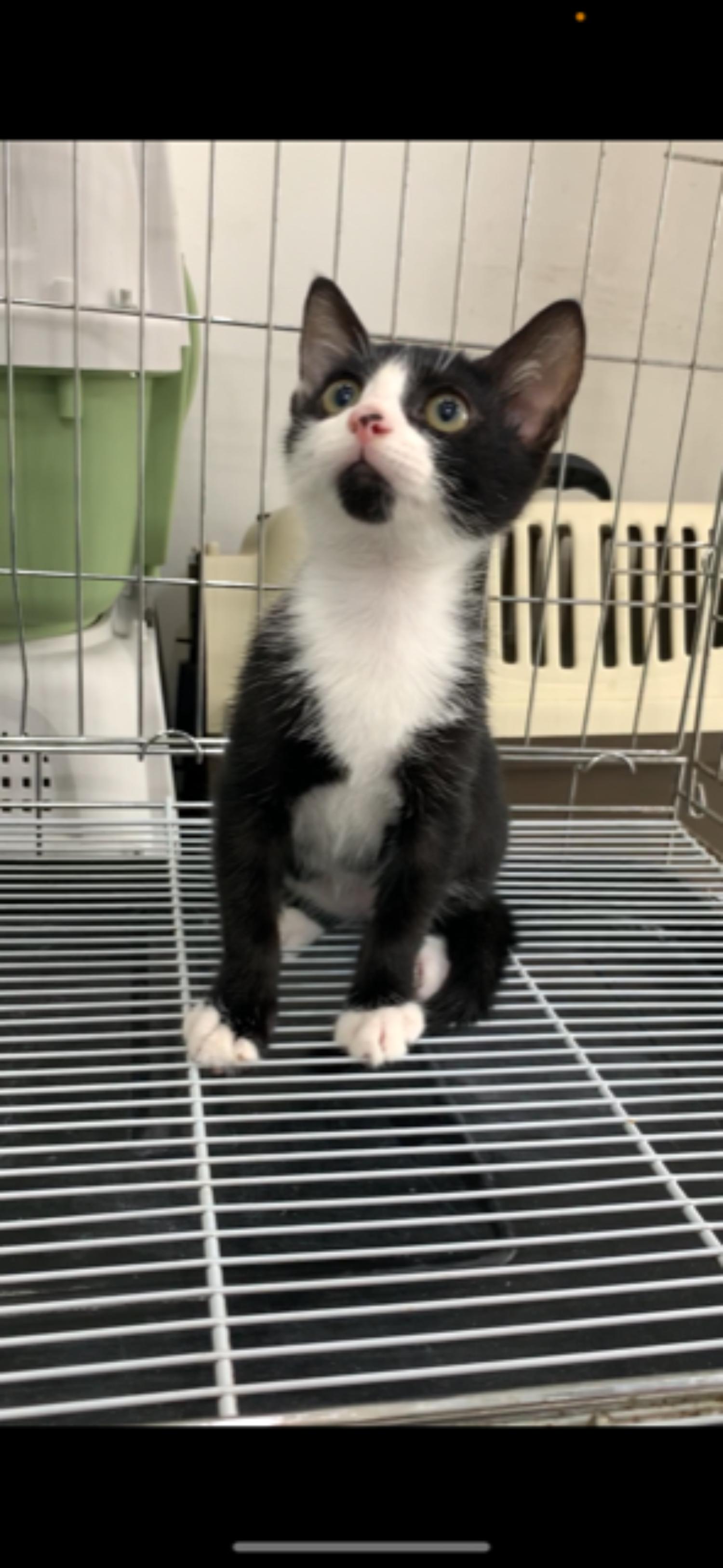 늘푸른동물병원_428354202301178