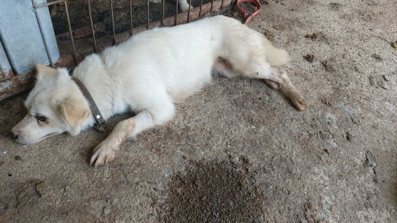 산청동물보호센터_448545202300166