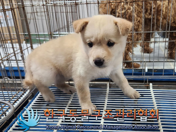 한국동물구조관리협회_441406202301193