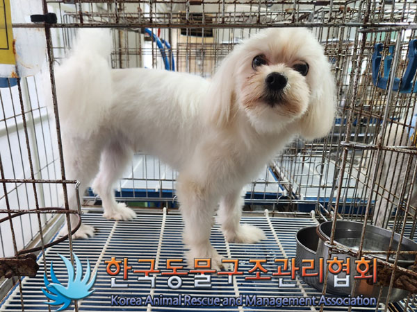 종료(입양) 말티즈…