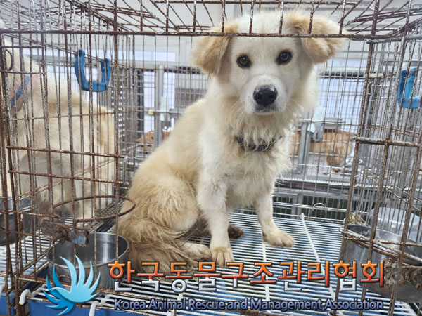 한국동물구조관리협회_441560202301017