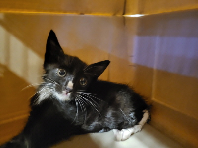 누리동물병원_426340202300364