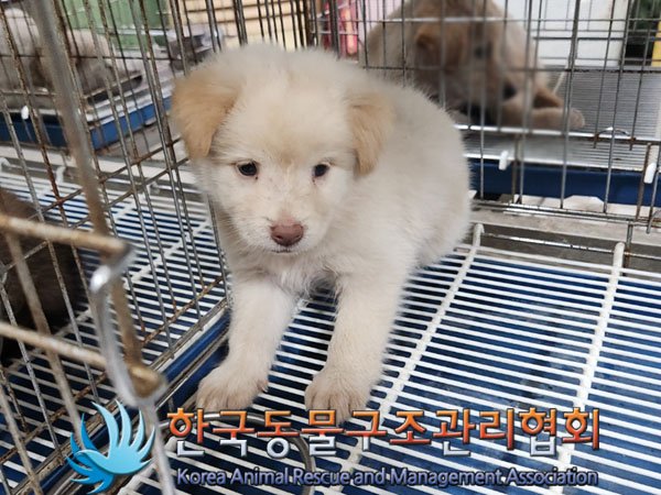 한국동물구조관리협회_441406202301189