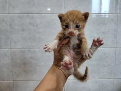 누리동물병원_426340202300365