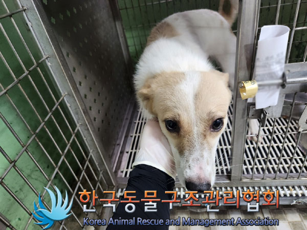 종료(입양) 믹스견…