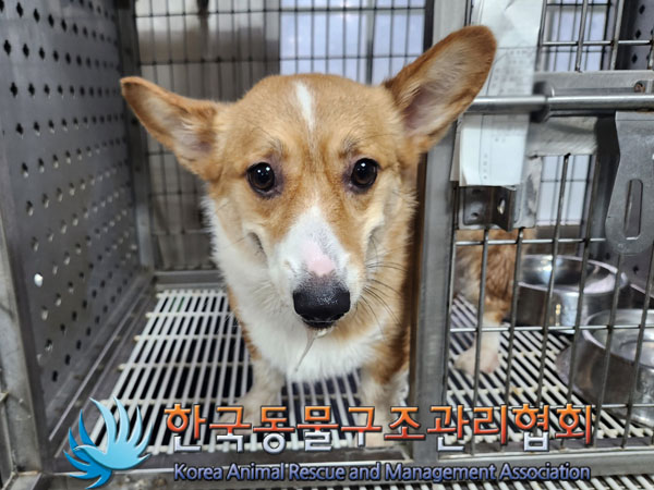 한국동물구조관리협회_411306202300539