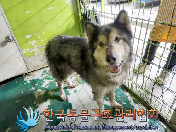 한국동물구조관리협회_441406202301185