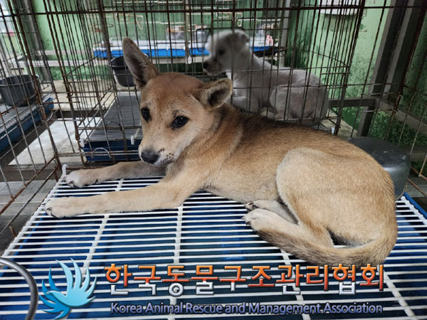 한국동물구조관리협회_441406202301187