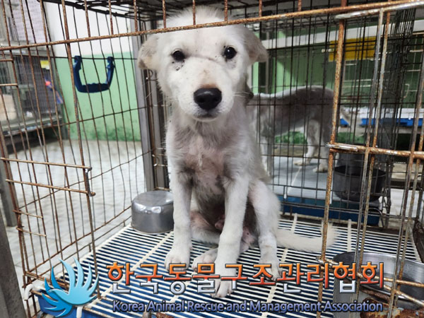 한국동물구조관리협회_441406202301188