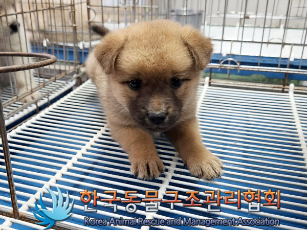 한국동물구조관리협회_441406202301192